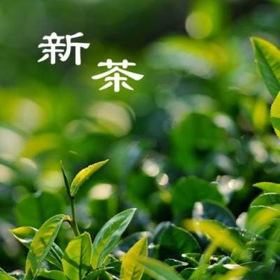 【南雄特色馆】 丹霞山 清明前茶 绿茶 白毛尖500g/包