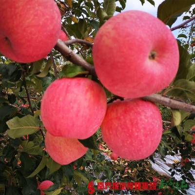 洛川苹果是特级的哈，特级的苹果优先供应政府接待、山姆采购，一般的商超只拿一级果。 新果子，去年大家最爱吃的苹果！果径75cm，1箱10斤63.9元